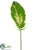 Dieffenbachia Leaf Spray - Green White - Pack of 12