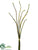 Horsetail Equisetum Bundle - Green Two Tone - Pack of 12