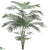 Areca Palm Tree - - Pack of 1
