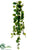 Pothos Hanging Vine - Green Cream - Pack of 12