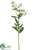 Euphorbia Spray - Green Variegated - Pack of 12