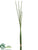 Horsetail Equisetum Bundle - Green - Pack of 8