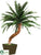 Silk Plants Direct Preserved Date Palm Tree - Green - Pack of 1