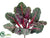 Rhubarb Bush - Green Beauty - Pack of 6
