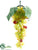 Lady Finger Grapes - Green Rose - Pack of 12