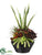 Kalanchoe Plant, Echeveria - Green Burgundy - Pack of 1