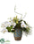Phalaenopsis Orchid, Protea - Green White - Pack of 1