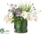 Phalaenopsis Orchid, Allium, Lilac - Green Cream - Pack of 1