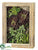 Echeveria, Aloe, Sedum - Green Burgundy - Pack of 1