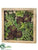 Echeveria, Aloe, Sedum - Green Burgundy - Pack of 1