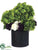 Ranunculus, Hydrangea - Green Eggplant - Pack of 1