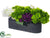 Ranunculus, Hydrangea, Dahlia - Green Eggplant - Pack of 1