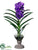Vanda Orchid - Purple Lavender - Pack of 1
