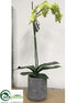 Silk Plants Direct Phalaenopsis Plant - Green - Pack of 1