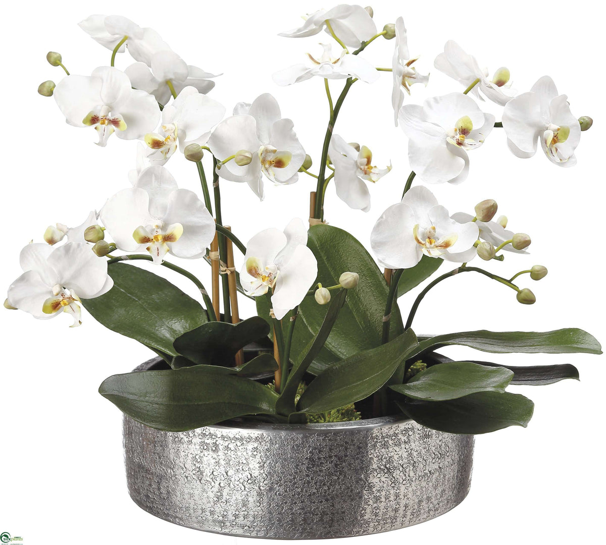 Phalaenopsis Orchid White Pack of 1 (CHW3681FWS