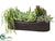 Echeveria, Hypericum, Aeonium - Green - Pack of 1