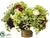 Hydrangea, Ranunculus, Sedum - Green Burgundy - Pack of 1