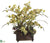 Phalaenopsis Orchid, Hydrangea - Green Burgundy - Pack of 1