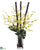 Oncidium Orchid, Sugarcane - Yellow Burgundy - Pack of 1