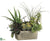 Succulents - Green Two Tone - Pack of 1