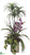 Orchid, Bromeliad Dracaena - Orchid Green - Pack of 1