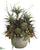 Succulent, Dracaena, Coleus - Green Burgundy - Pack of 1