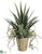 Yucca, Succulents - Green - Pack of 1