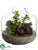 Succulent - Green Burgundy - Pack of 1