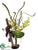 Cymbidium Orchid, Banana Bunch - Green Burgundy - Pack of 1