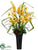 Cymbidium Orchid, Eremurus, Flax Leaf - Yellow Green - Pack of 1