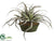 Tillandsia Cactus - Green - Pack of 1