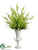 Astilbe Plant - Green Cream - Pack of 1