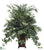 Areca Palm, Ivy - Green - Pack of 1