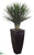 Whipple Yucca - Green - Pack of 1