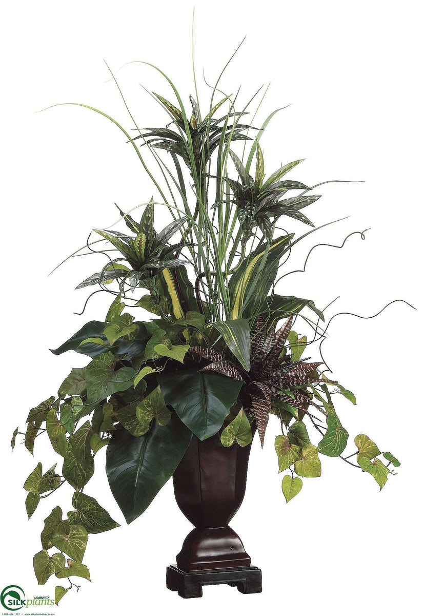 Dracaena, Bromeliad, Potato Leaf Green Burgundy Pack of 1 (CUB/RG
