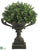 Boxwood Dome - Green - Pack of 1