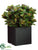 Coleus Plant - Green Red - Pack of 1