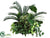 Cycas Palm, Dracaena, Pothos - Green - Pack of 1