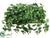 Pothos Plant - Green White - Pack of 1