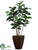 Rubber Plant - Green - Pack of 1