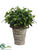 Cedar Gum Topiary - Green - Pack of 1