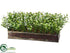 Silk Plants Direct Boxwood - - Pack of 1