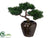 Cedar Bonsai Tree - Green - Pack of 1