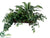 Cordyline, Fittonia, Fern - Green White - Pack of 1