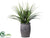 Dracaena Plant - Green - Pack of 1