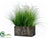 Dog Tail Grass - Green - Pack of 1
