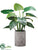 Curcuma Plant - Green - Pack of 1