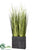 Reed Grass - Green - Pack of 1