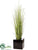 Reed Grass - Green - Pack of 1