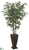 Japanese Maple Tree - Green - Pack of 1